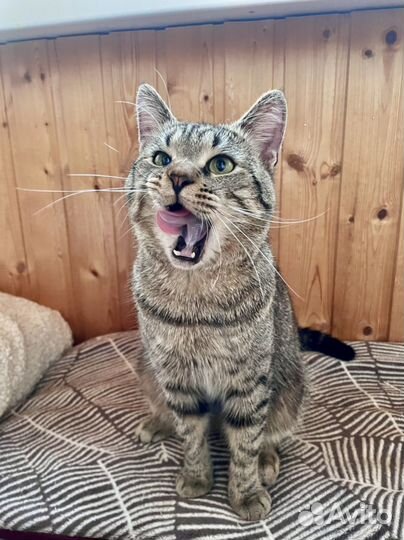 Кот Батон в добрые руки