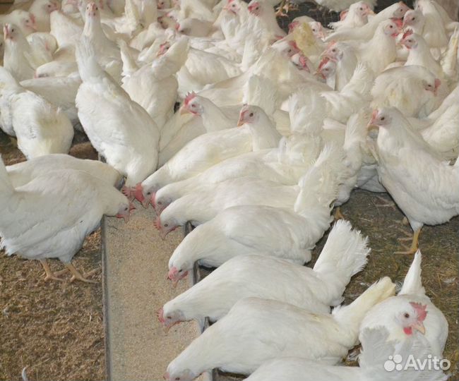 Куры-молодки