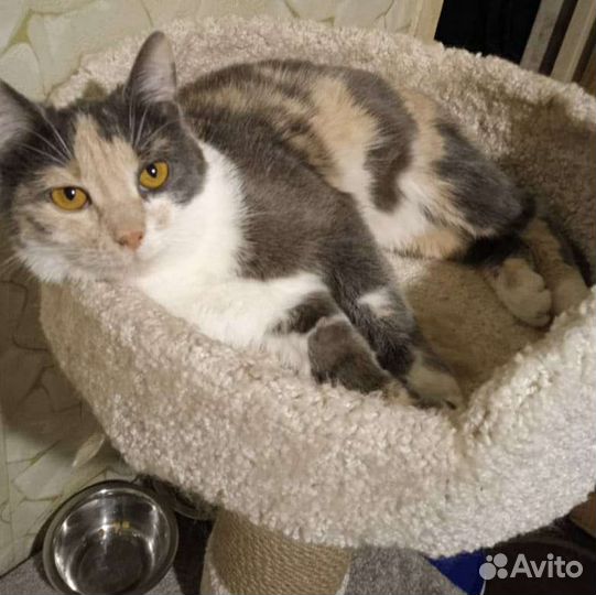 Кошка в добрые руки