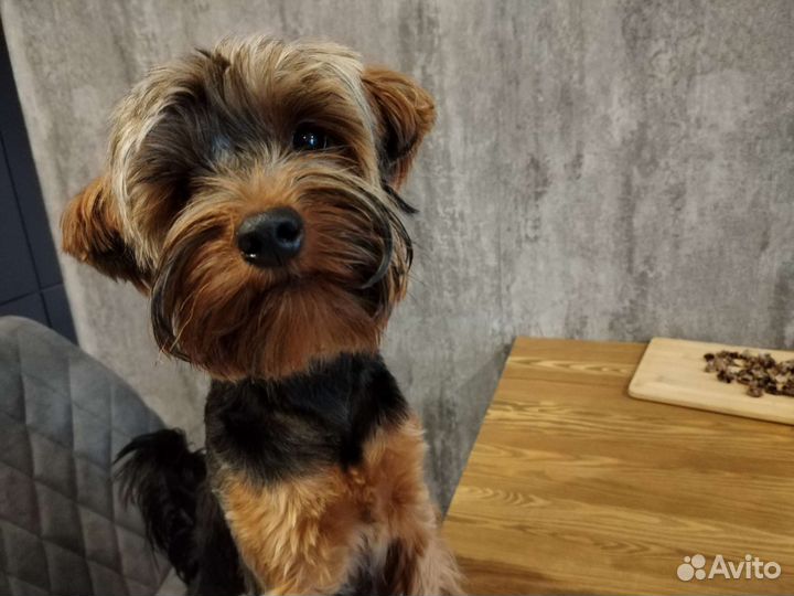 Лакомства для собак