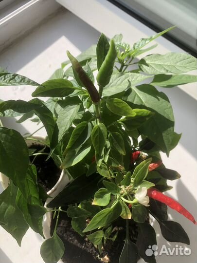 Перчик чили комнатный