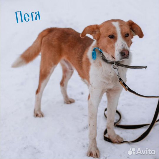 Собачки из приюта ждут вас