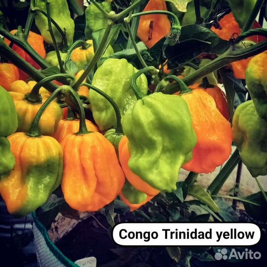 Семена острых и экстремально острых перцев