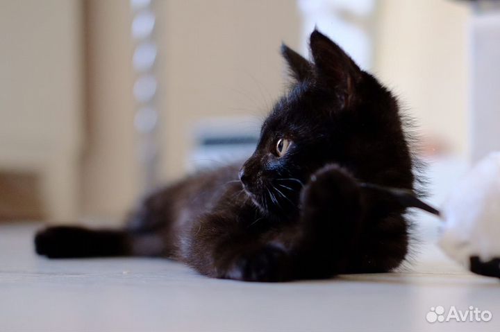 Передержка кошек и маленьких собак