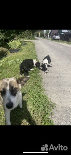 Бесплатно в хорошие руки