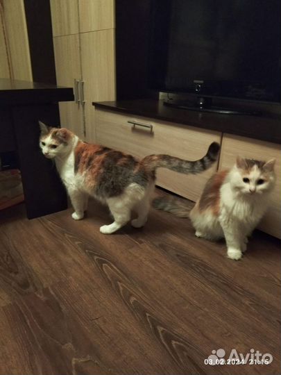 Молоденькие кошечки