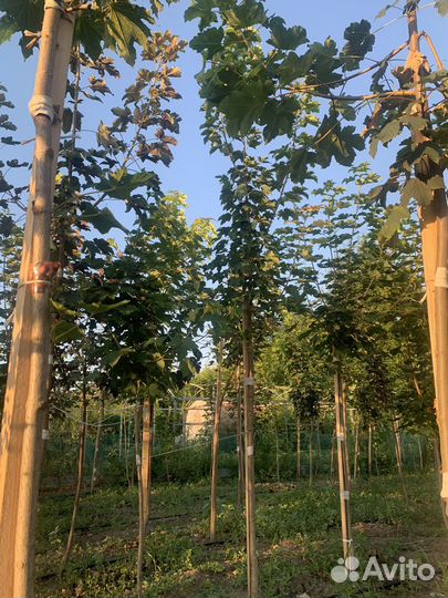 Клен остролистный