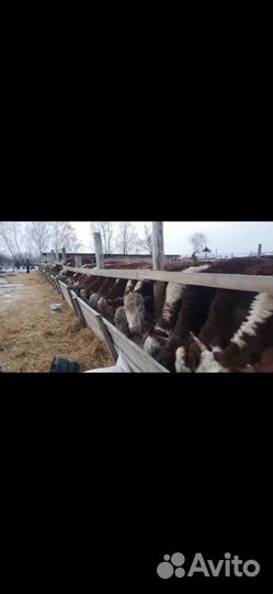 Телята бычки