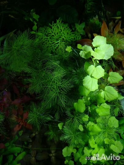Аквариумные растения в ассортименте