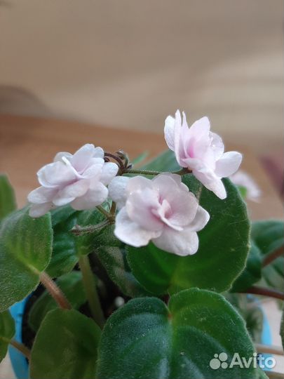 Миниатюрные фиалки