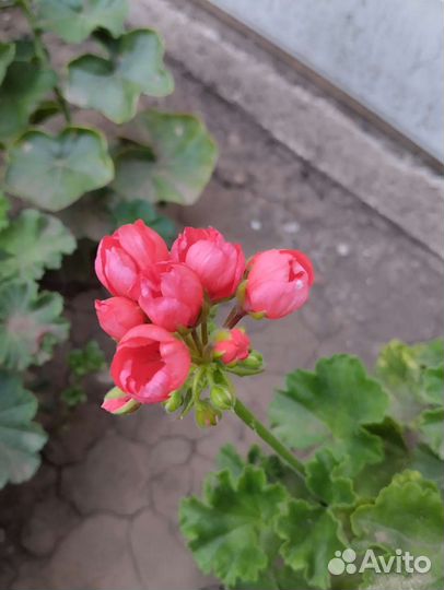 Герань тюльпановидная