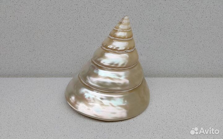 Трохус Нилотикус 11,5*10,4 морская ракушка