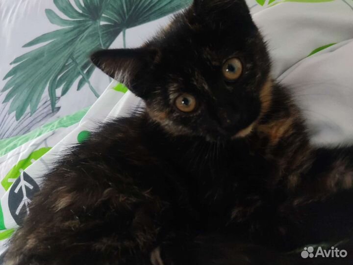 Кошка в дар бесплатно