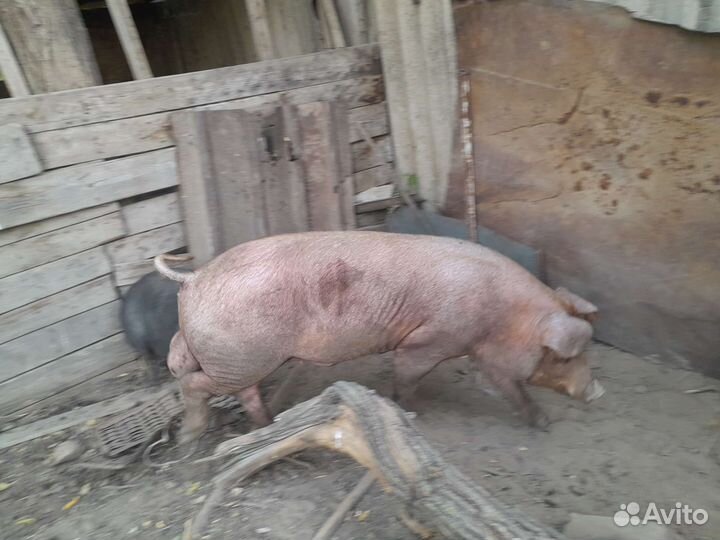 Услуги хряка