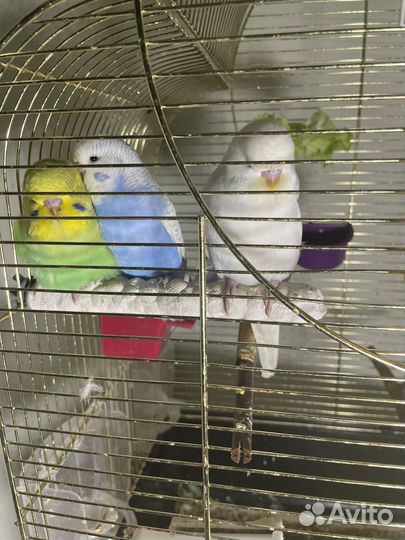 Птенцы волнистый попугай