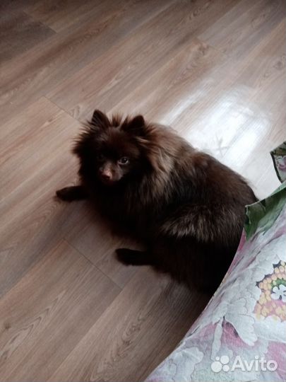 Немецкий шпиц девочка