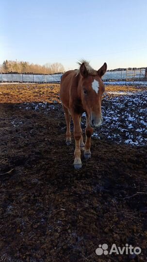 Элитные жеребцы советские тяжеловозы - отьем