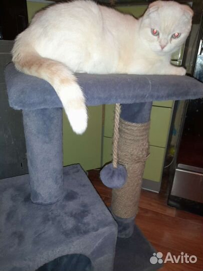 Когтеточка домик и лоток для котят