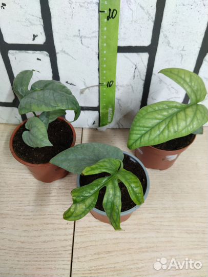 Монстера Амидриум Медиум Сильвер