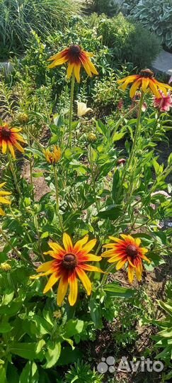 Многолетники для вашего сада