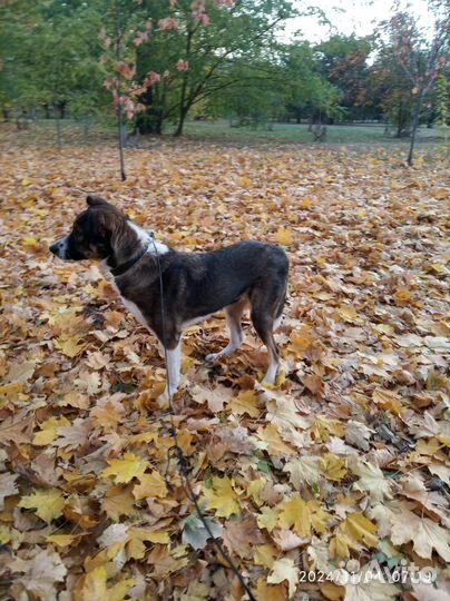 Алиса добрейшая собака