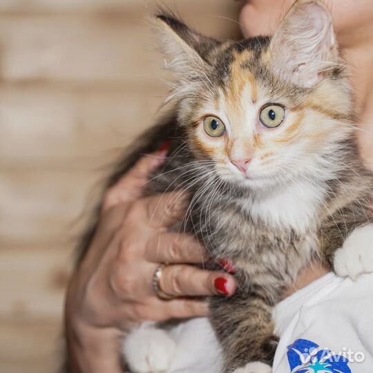 Котенок в добрые руки