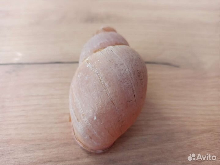 Морская раковина