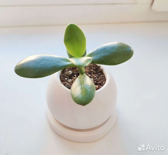 Крассула толстянка (денежное дерево)