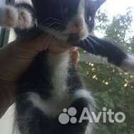 Кошка в дар