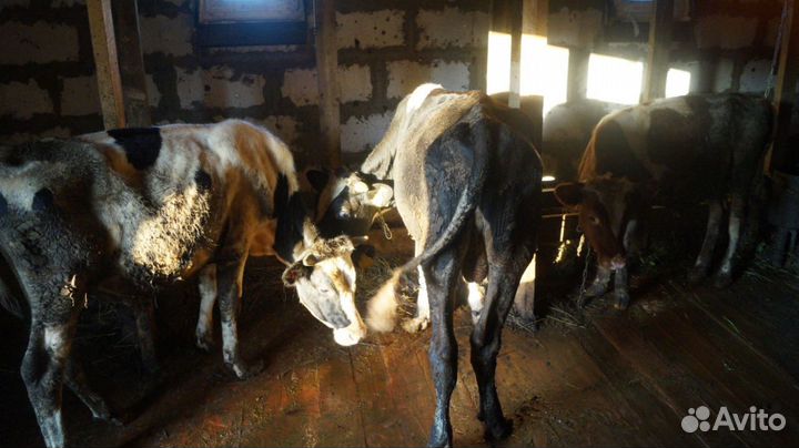 Продам быков