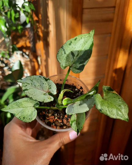 Сингониумы Серый призрак, Неон, Батик, Панда