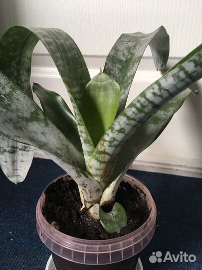 Комн цветы разные