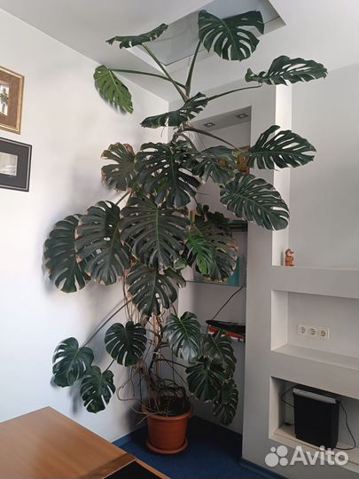 Домашние цветы