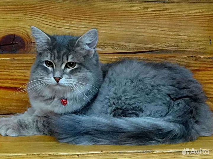 Сибирская кошка