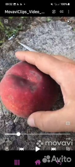 Саженцы Персика Роял Саммер