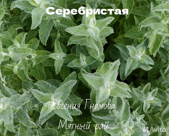 Мята сортовая 70 сортов