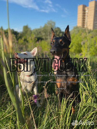 Передежка, кинолог, выгул собак, дрессировка