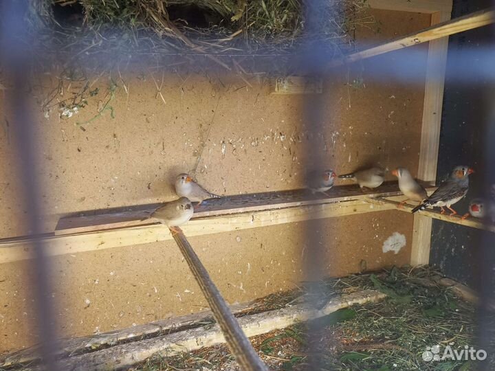 Зебровые амадины