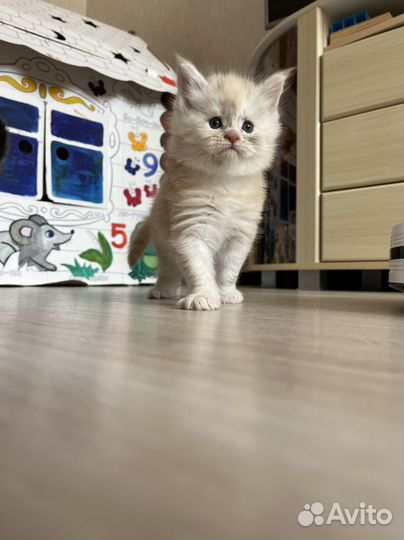 Кошки мейн-кун