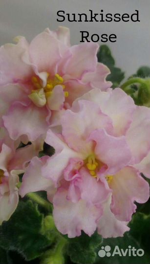 Укорененные детки и пасынки сортовых фиалок