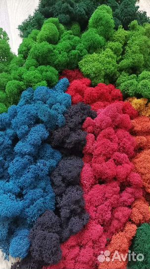 Мох стабилизированный Премиум