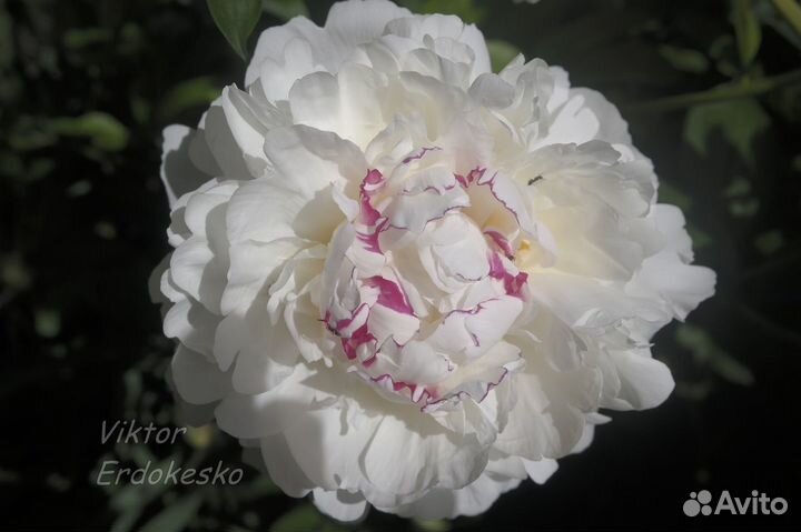 Морозники Пионы Руэллия