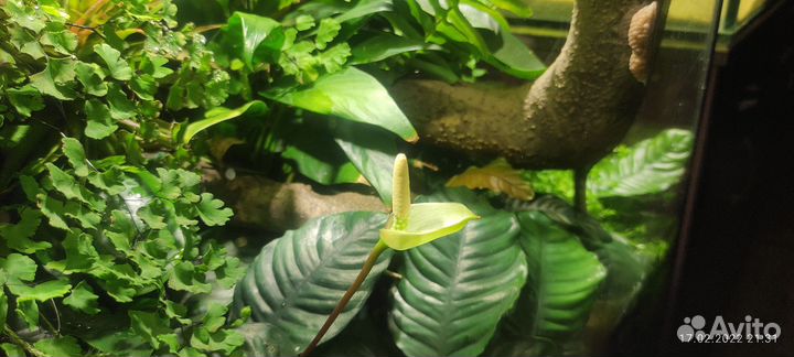 Анубиас кофефолия