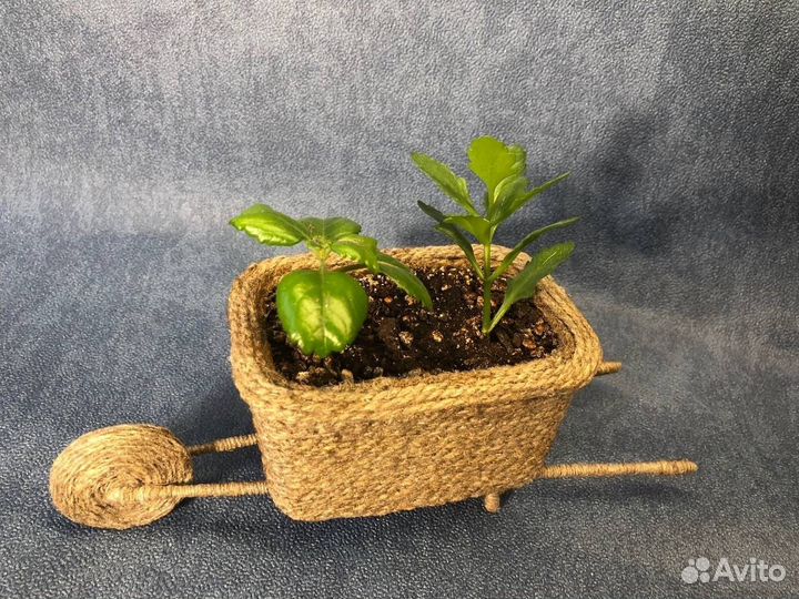 Комнатные растения