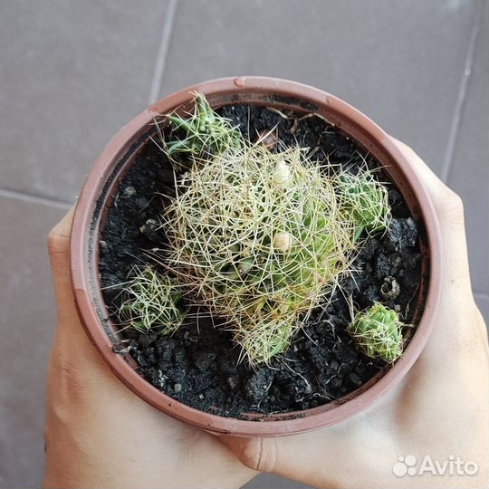 Разные кактусы