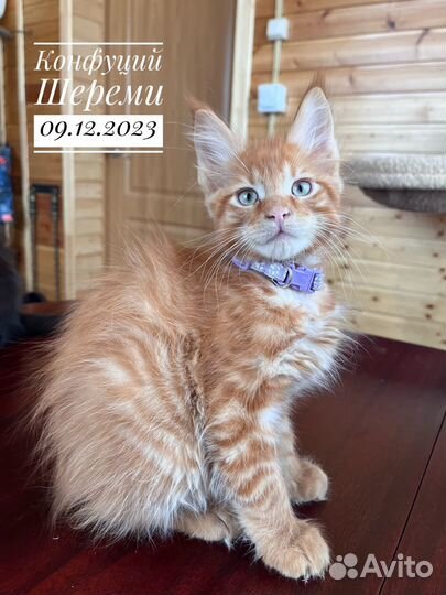 Мейн-кун котята питомник Шереми