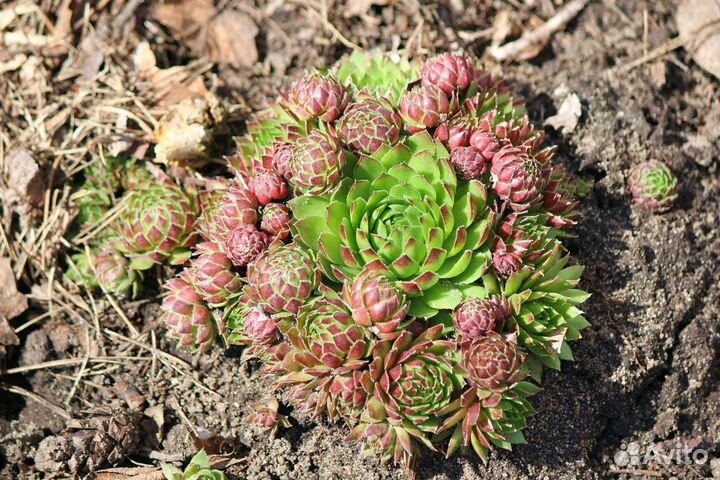 Цветы для сада