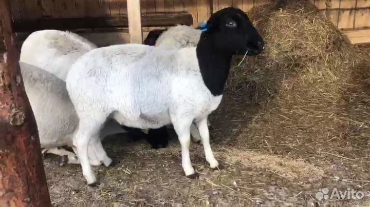 Дорперы черноголовые и белые, овцы, ярки, ягнята