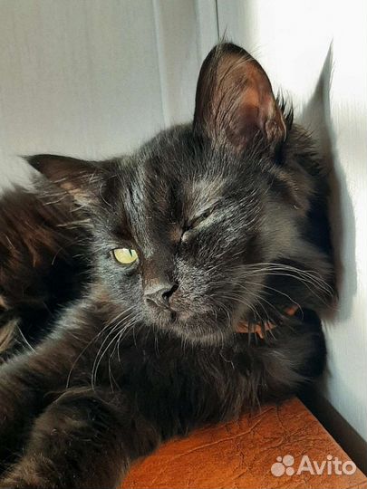 Кошка в добрые руки