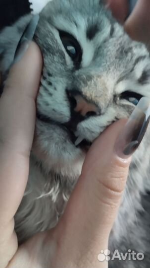 Найдена кошка